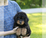 Small Photo #23 Bernedoodle Puppy For Sale in FREDERICKSBURG, OH, USA