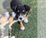 Small #2 Aussie-Corgi