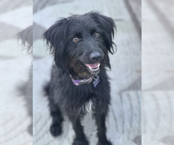 Medium Photo #2 Poodle (Miniature)-Unknown Mix Puppy For Sale in Newport Beach, CA, USA