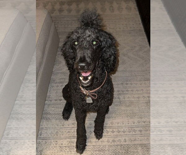 Medium Photo #4 Labradoodle Puppy For Sale in Mobile, AL, USA