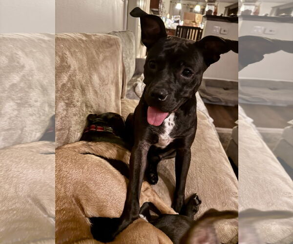 Medium Photo #1 Mutt Puppy For Sale in Doylestown, PA, USA