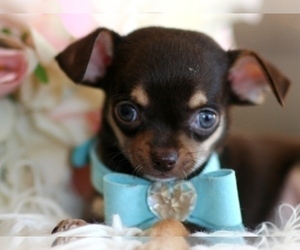 Chihuahua Puppy for sale in AVONDALE ESTATES, GA, USA