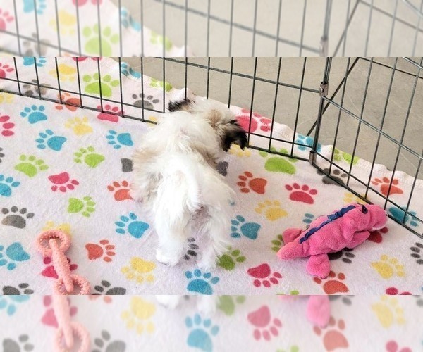 Medium Photo #15 Papitese Puppy For Sale in ORO VALLEY, AZ, USA