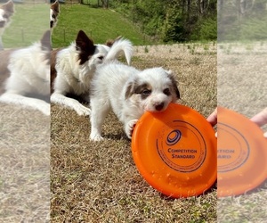 Medium Border Collie