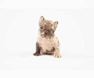 French Bulldog Puppy for sale in HOUSTON, TX, USA