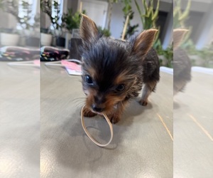 Yorkshire Terrier Puppy for sale in BROOKLAND, AR, USA