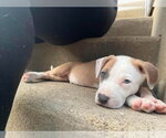 Small #1 Mutt
