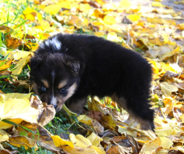 Medium Photo #3 Australian Shepherd Puppy For Sale in ACTON, CA, USA
