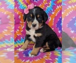 Small Photo #3 Greater Swiss Mountain Dog Puppy For Sale in AIRVILLE, PA, USA