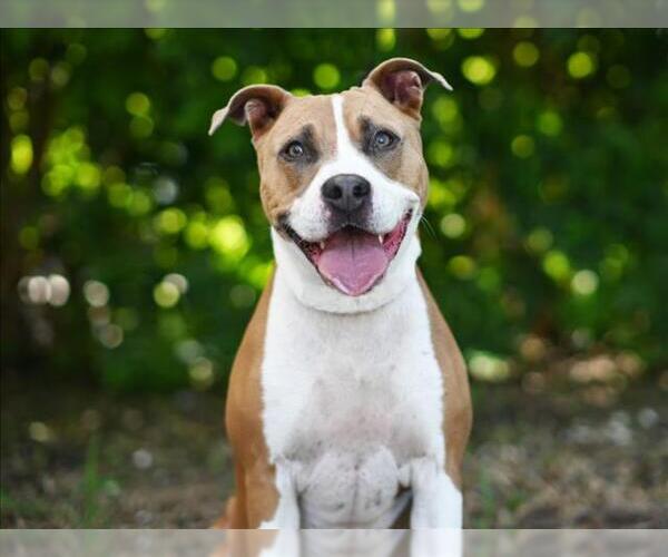 Medium Photo #1 American Bulldog-Unknown Mix Puppy For Sale in Tavares, FL, USA