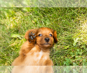 Dachshund Puppy for sale in MILFORD, IN, USA