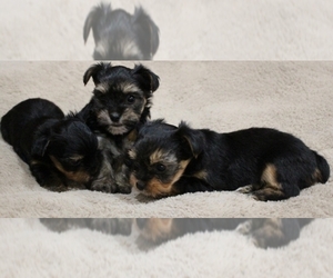 Yorkshire Terrier Puppy for sale in SANDY, OR, USA