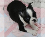 Puppy 4 Boston Terrier