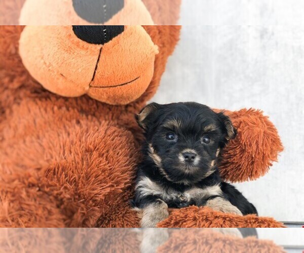 Medium Photo #1 Yo-Chon Puppy For Sale in CLEVELAND, NC, USA