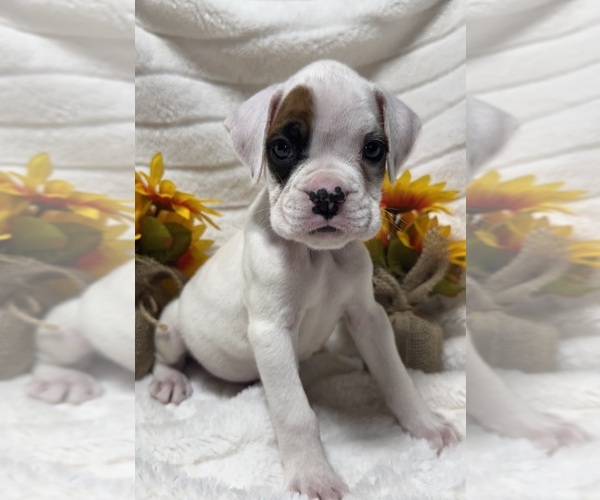 Medium Photo #1 Boxer Puppy For Sale in PAWNEE CITY, NE, USA