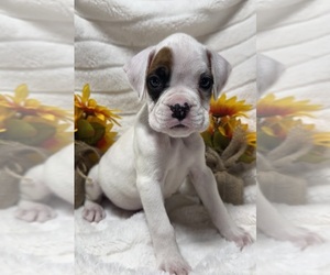 Boxer Puppy for sale in PAWNEE CITY, NE, USA