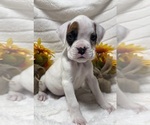 Small Photo #1 Boxer Puppy For Sale in PAWNEE CITY, NE, USA