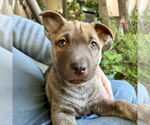 Small Photo #11 Mutt Puppy For Sale in San Juan Capistrano, CA, USA
