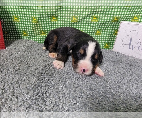Medium Photo #25 Bernese Mountain Dog Puppy For Sale in BLACK FOREST, CO, USA