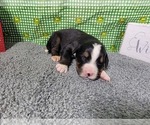 Small Photo #25 Bernese Mountain Dog Puppy For Sale in BLACK FOREST, CO, USA