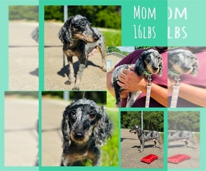 Mother of the Poodle (Miniature) puppies born on 04/13/2026
