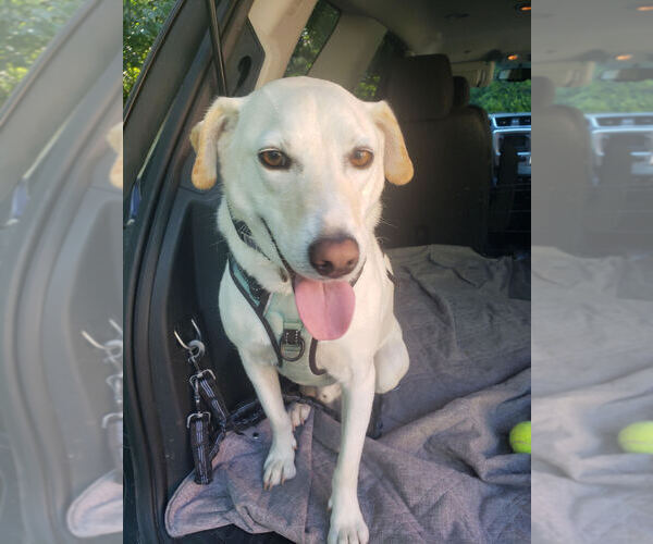 Medium Photo #10 Labrador Retriever-Unknown Mix Puppy For Sale in New York, NY, USA