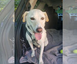 Small #9 Labrador Retriever Mix