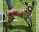 Small #4 Holland Shepherd Mix