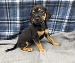 Small Photo #2 Beagle-Chihuahua Mix Puppy For Sale in SAINT AUGUSTINE, FL, USA