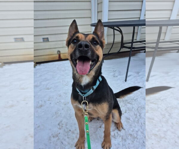 Medium Photo #3 American Pit Bull Terrier-German Shepherd Dog Mix Puppy For Sale in Techny, IL, USA