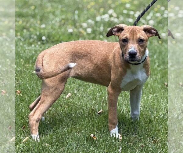 Medium Photo #2 Mutt Puppy For Sale in Yardley, PA, USA