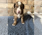 Puppy Brown Aussiedoodle-Bernedoodle Mix