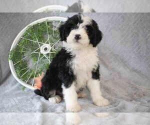 Medium Bernedoodle (Miniature)