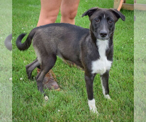 Medium Photo #6 Border Collie-Unknown Mix Puppy For Sale in Huntley, IL, USA