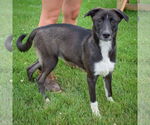 Small #5 Border Collie Mix