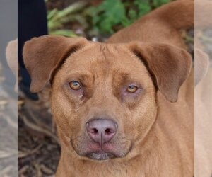 Golden Labrador Dogs for adoption in Huntley, IL, USA