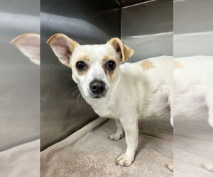 Chihuahua-Unknown Mix Dogs for adoption in Rockaway, NJ, USA