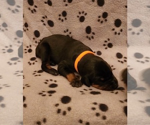 Doberman Pinscher Puppy for Sale in AKRON, Indiana USA