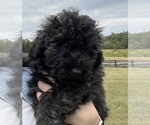 Puppy Brindle male Puli