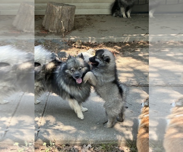 Medium Photo #1 Keeshond Puppy For Sale in INDIANOLA, OK, USA
