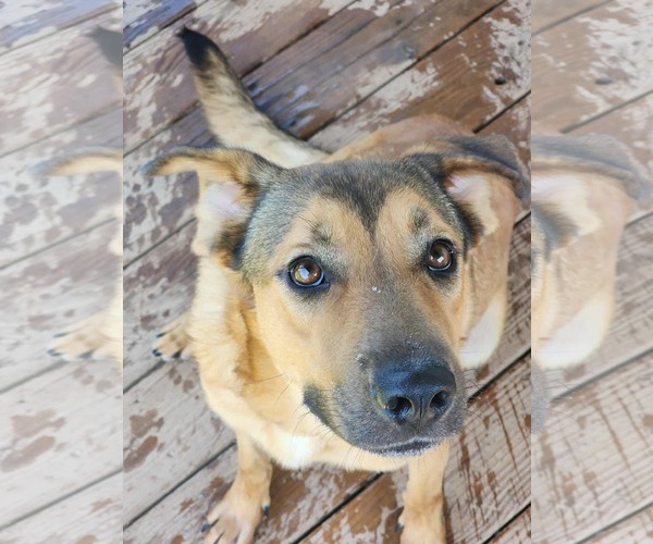 Medium Photo #1 Mutt Puppy For Sale in Woodbury, NY, USA