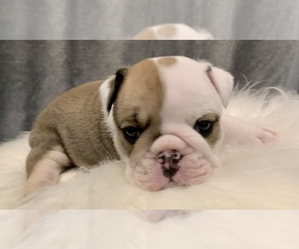 Medium Photo #5 Bulldog Puppy For Sale in JACKSONVILLE, FL, USA