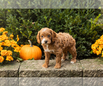 Small #27 Cocker Spaniel-Poodle (Miniature) Mix