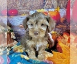 Small #4 Morkie