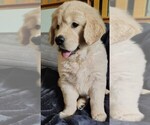 Puppy White girl Golden Retriever