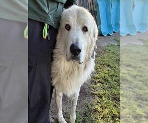 Great Pyrenees Dogs for adoption in Riverside, CA, USA