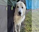 Small Great Pyrenees