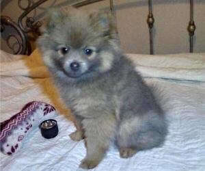 Pomeranian Puppy for sale in DECATUR, TX, USA