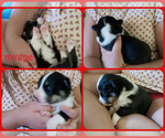 Small Photo #30 Australian Shepherd-Pembroke Welsh Corgi Mix Puppy For Sale in GALLEGOS, NM, USA