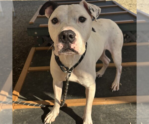 Medium Photo #2 American Pit Bull Terrier-Unknown Mix Puppy For Sale in Palmetto, FL, USA